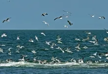 seagulls oceans 1920x1200 wallpaper Art HD Wallpaper
